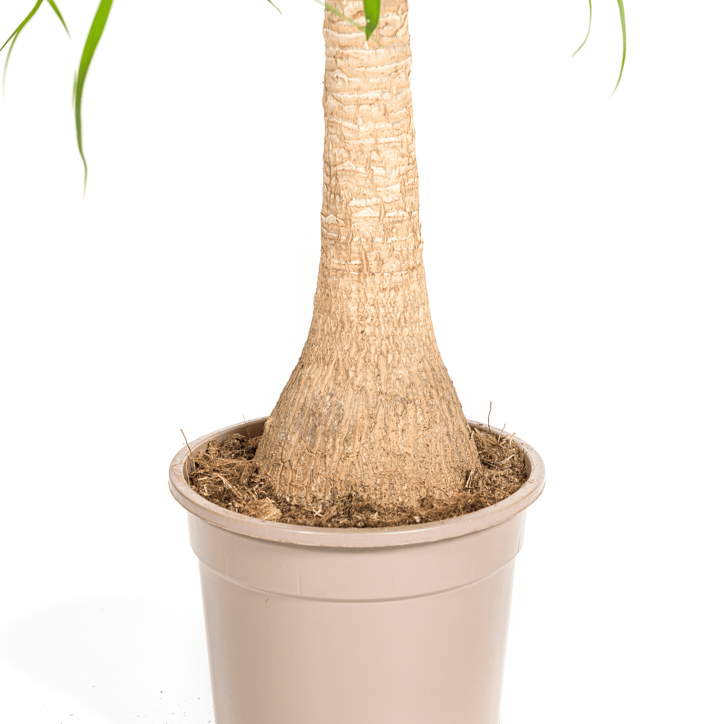 Beaucarnea Recurvata Stamm Ø21cm - ↕60 - 80cm - Botanic-Vibes