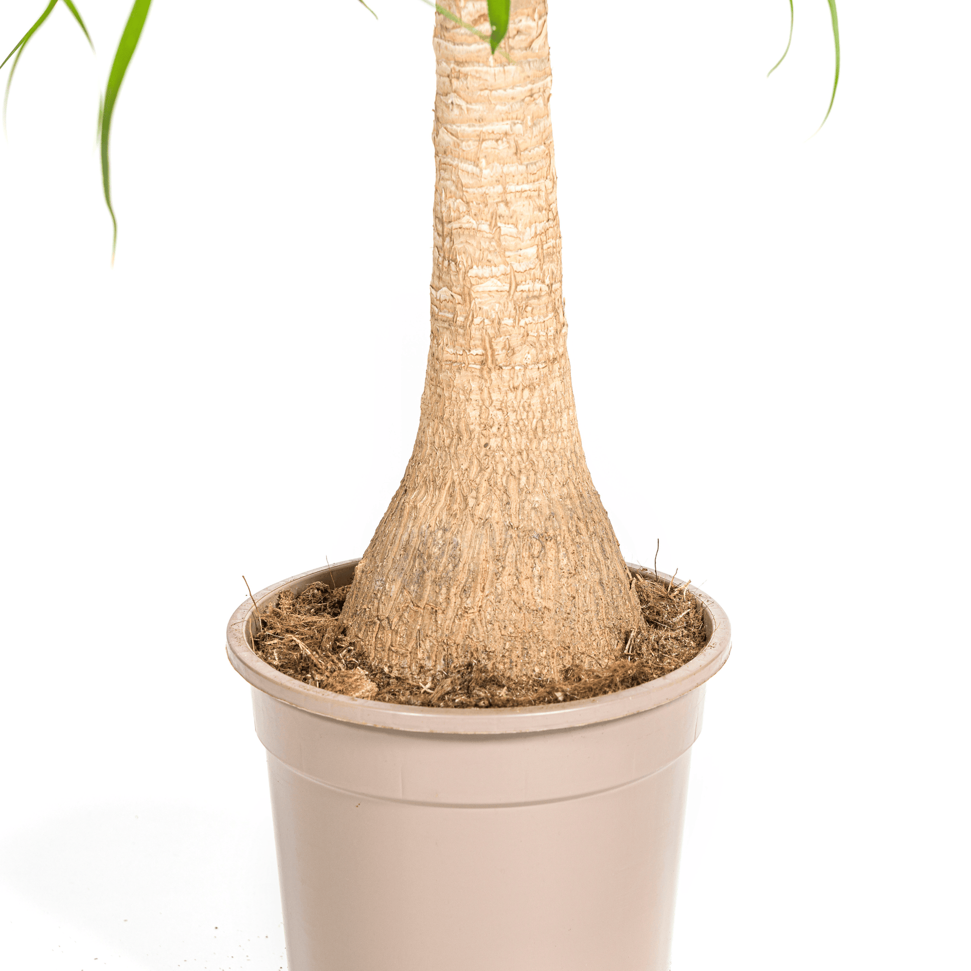 Beaucarnea Recurvata Stamm Ø21cm - ↕60 - 80cm - Botanic-Vibes