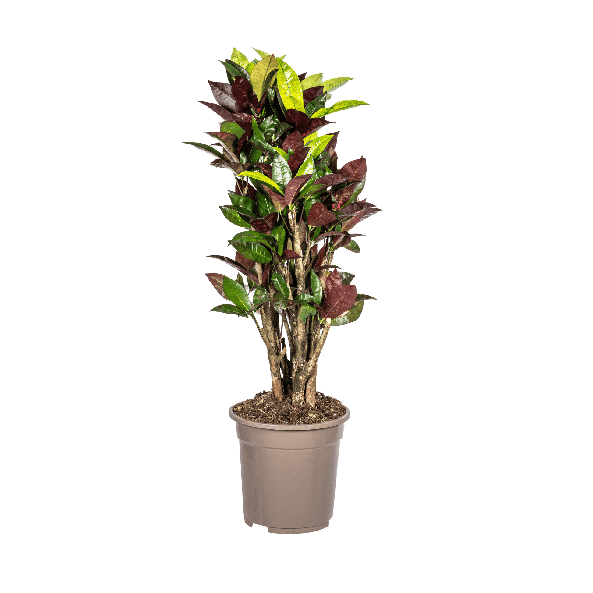 Codiaeum 'Croton' Iceton Ø21cm - ↕60 - 80cm - Botanic-Vibes