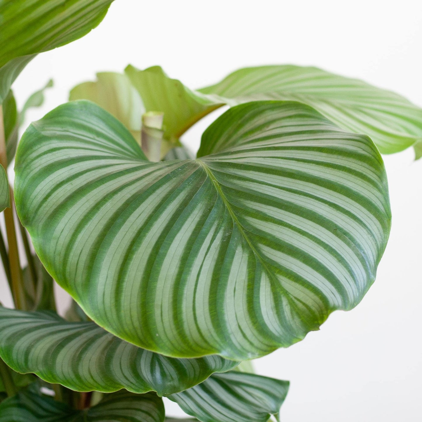 Calathea Orbifolia  mit Viber Weiß  - 65cm - Ø21 - Botanic-Vibes