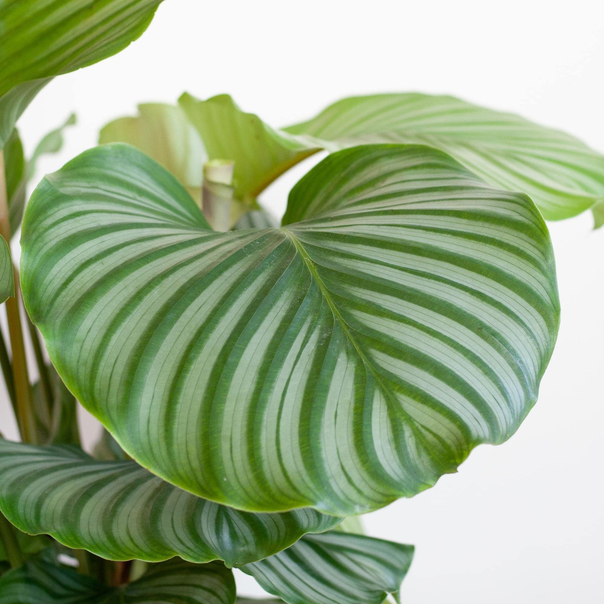 Calathea Orbifolia  mit Viber Weiß  - 65cm - Ø21 - Botanic-Vibes