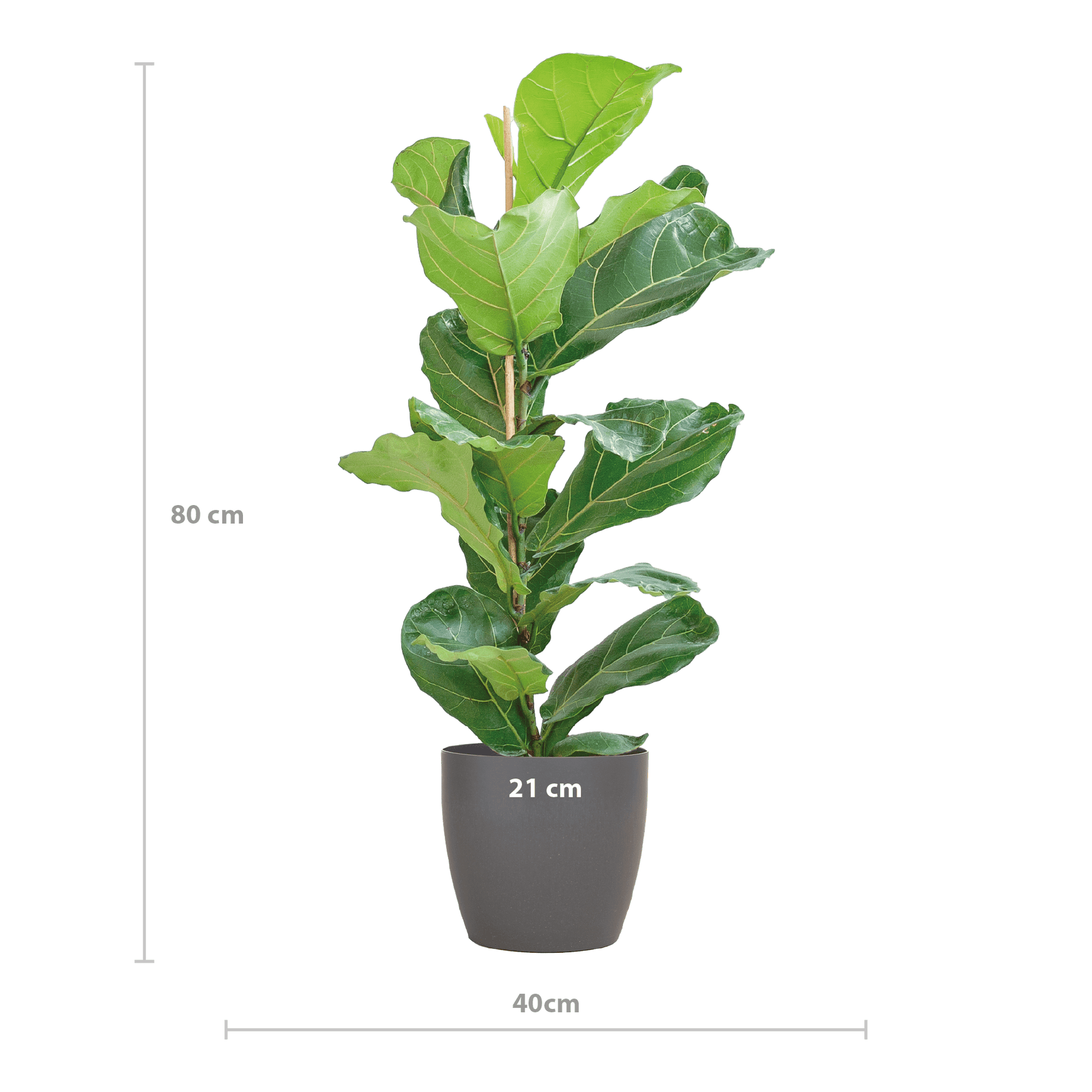 Ficus Lyrata mit Viber-Topf Grau – 80 cm – Ø21 - Botanic-Vibes