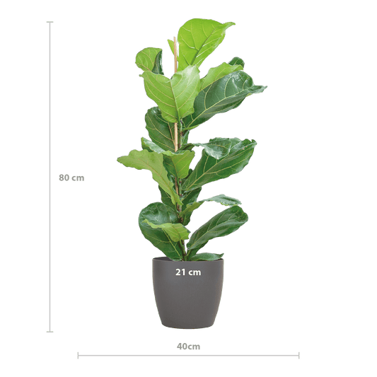 Ficus Lyrata mit Viber-Topf Grau – 80 cm – Ø21 - Botanic-Vibes