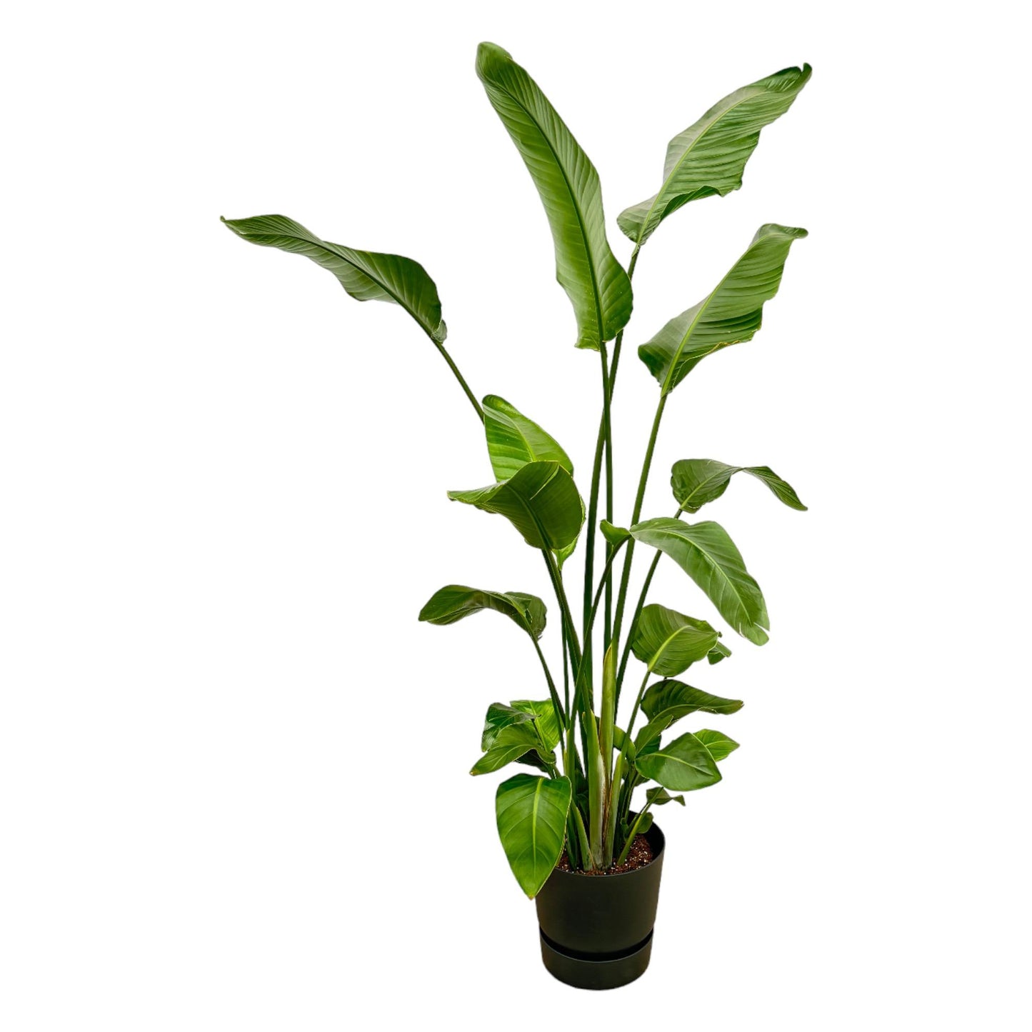 Strelitzia nicolai inklusive elho Greenville Round schwarz – 180 cm – Ø30