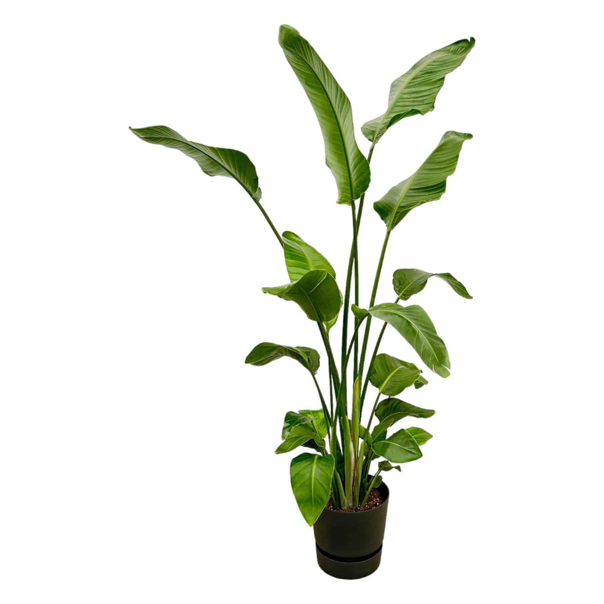 Strelitzia nicolai inklusive elho Greenville Round schwarz – 180 cm – Ø30 - Botanic-Vibes