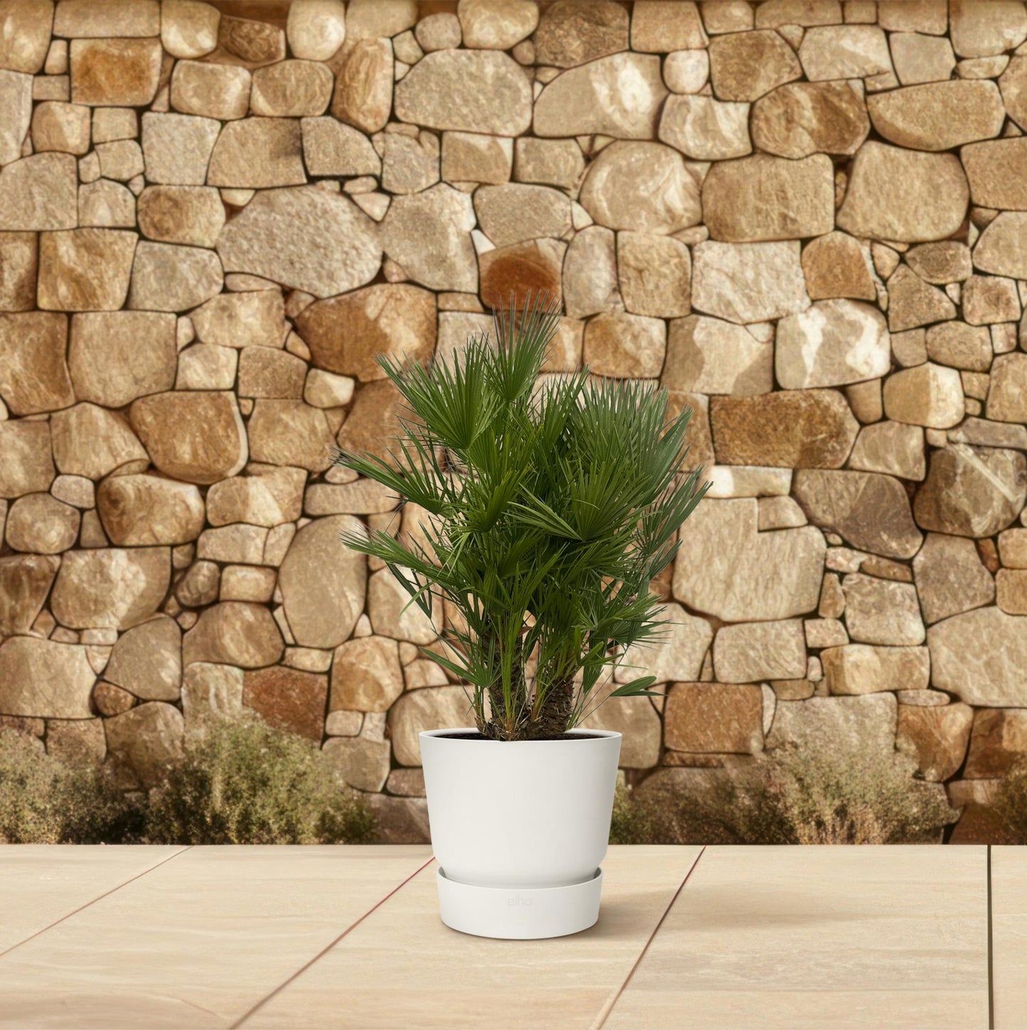 Chamaerops humilis mehrstämmig – 160–180 cm – Ø45