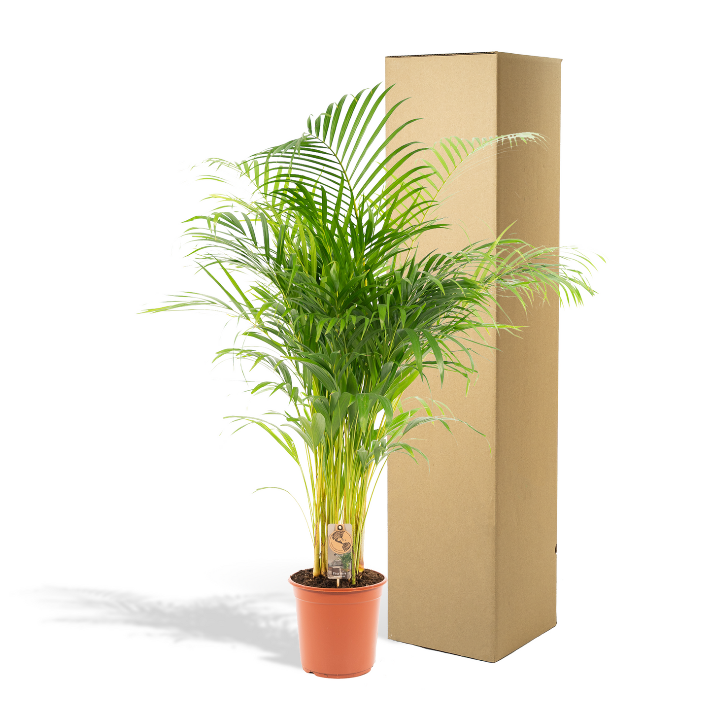 Areca-Palme – Ø21 cm – 130 cm