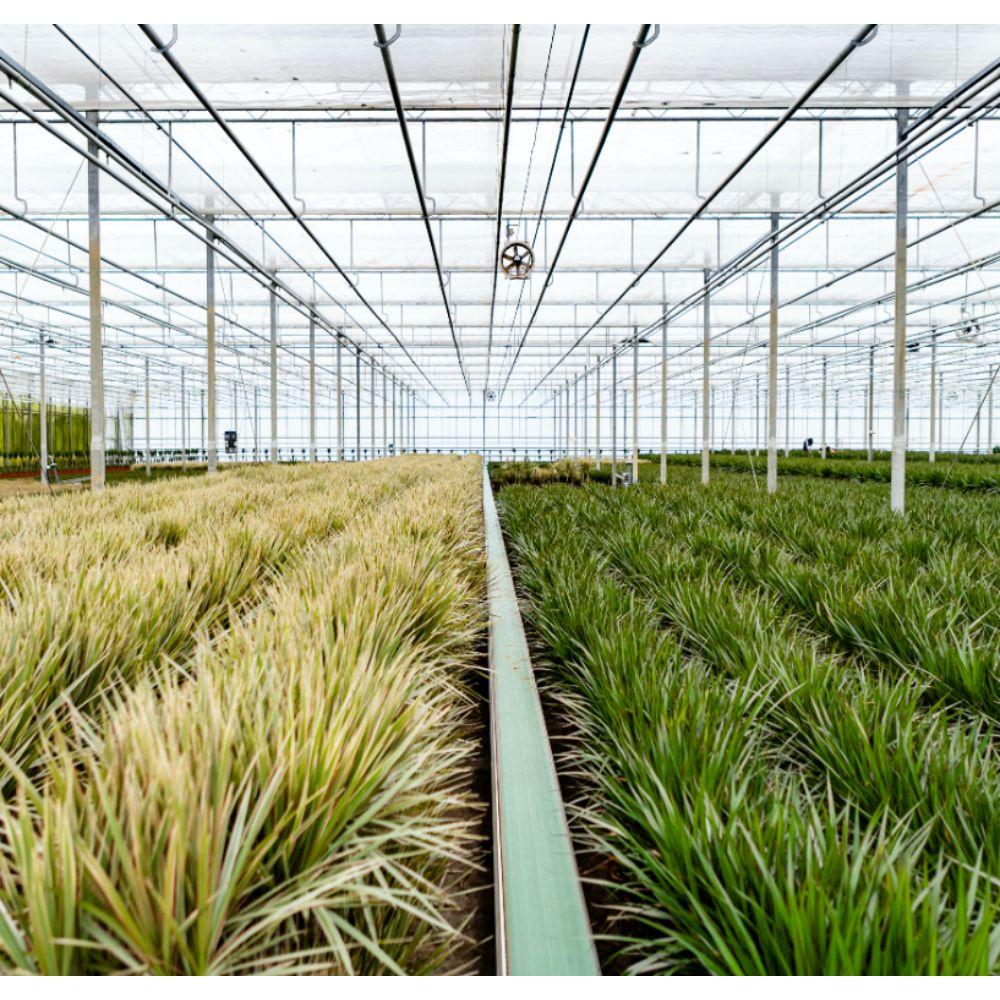 2× Dracaena – 90 cm – Ø17