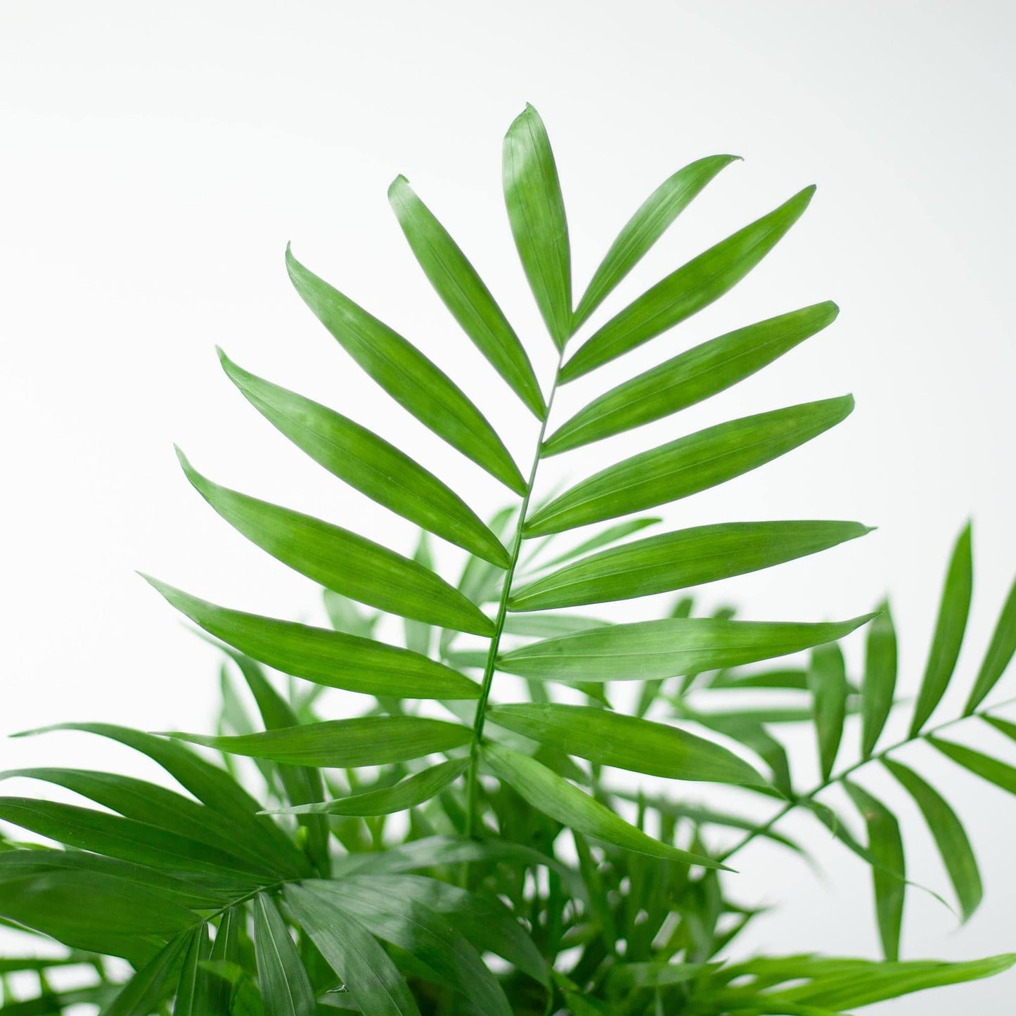Chamadorea Elegans mit Viber Grau - 55cm - Ø17 - Botanic-Vibes