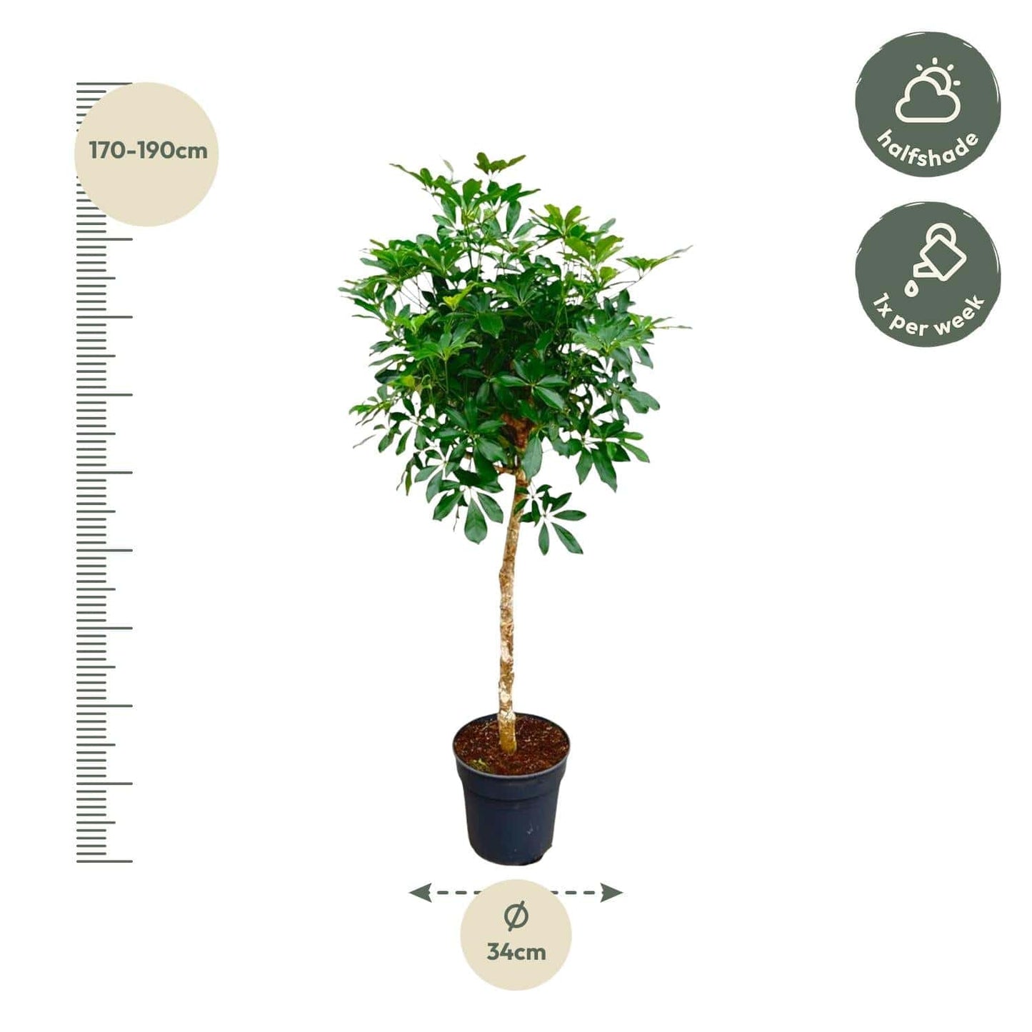 Schefflera auf Stamm – 170cm – Ø35 - Botanic-Vibes