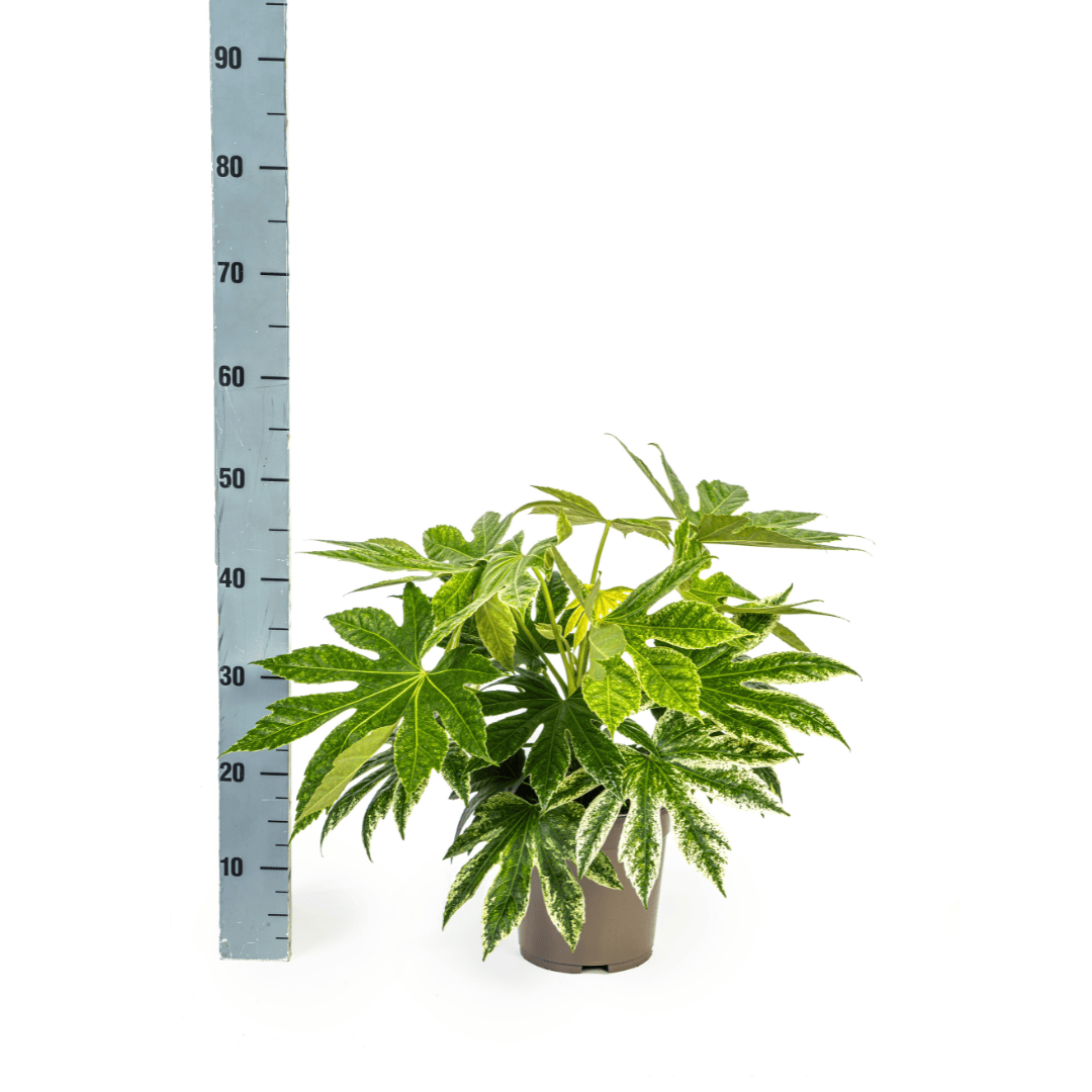 Fatsia Japonica Spider's Web Ø19cm - ↕40 - 50cm - Botanic-Vibes