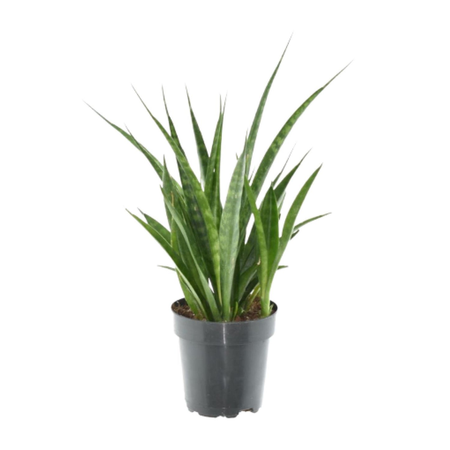 3x Sansevieria kirkii – 38 cm – Ø12