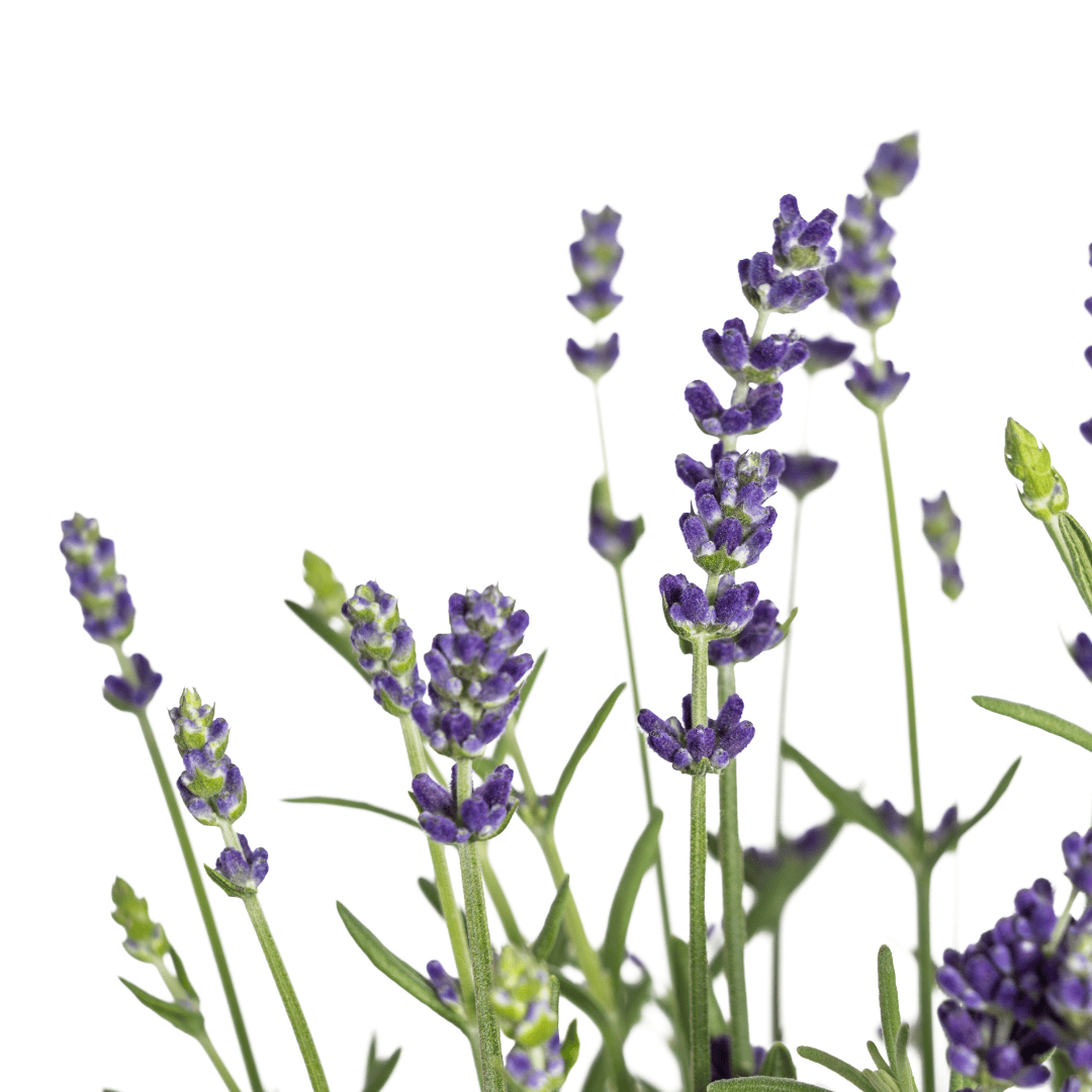 8x Lavandula angustifolia Ø13cm - ↕30 - 40cm - Botanic-Vibes