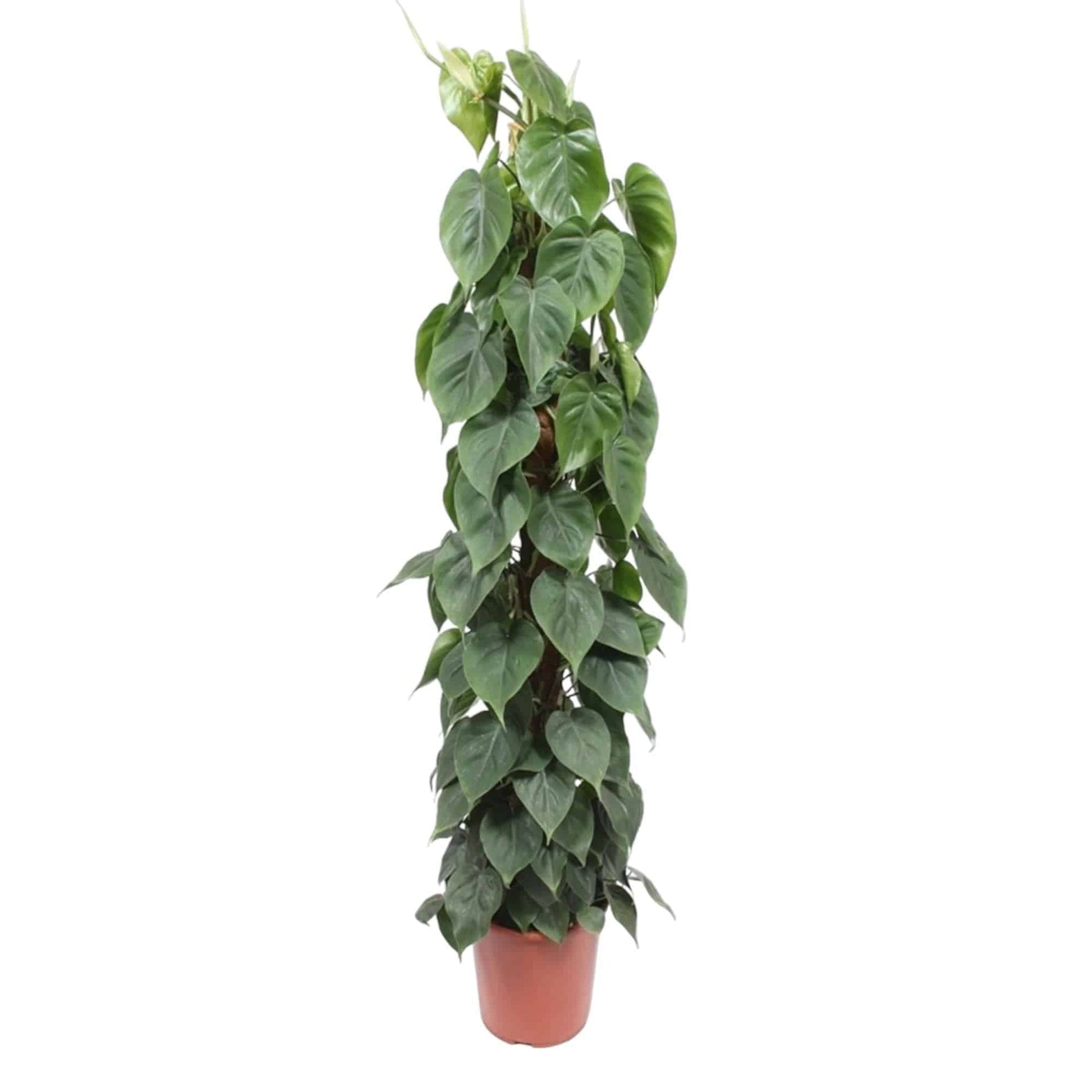 Philodendron scandens – mit Moosstab – 150 cm – Ø27 - Botanic-Vibes