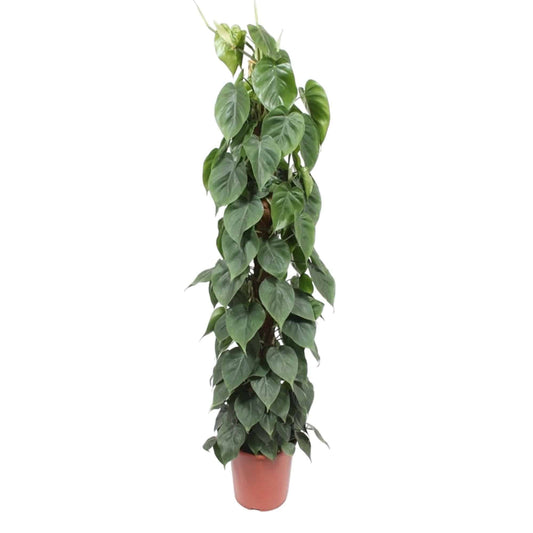 Philodendron scandens – mit Moosstab – 150 cm – Ø27 - Botanic-Vibes