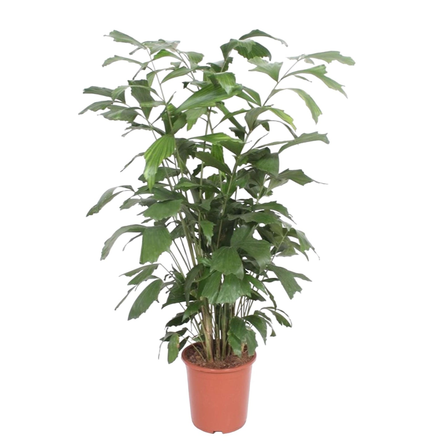 Caryota mitis – 140 cm – Ø27
