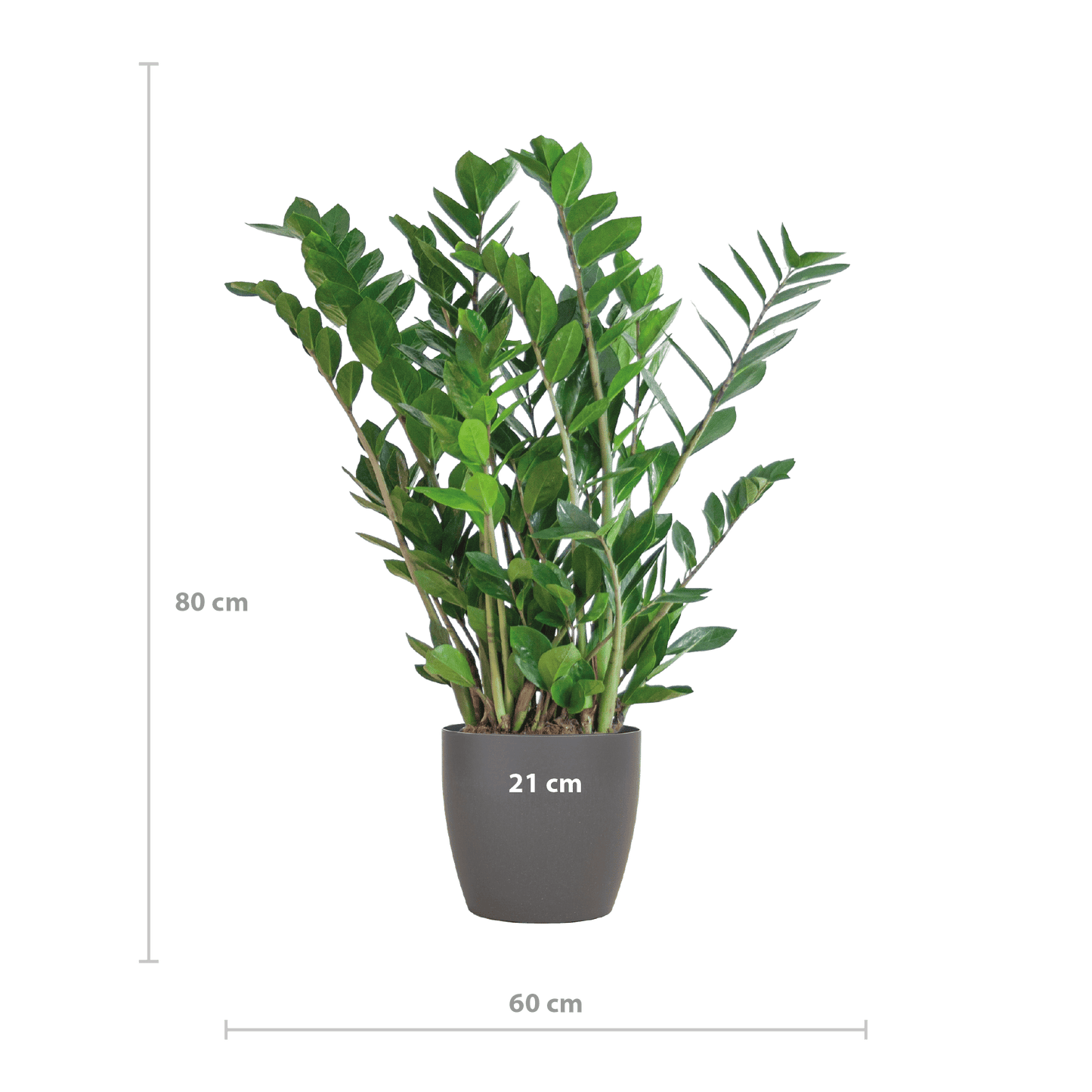 Zamioculcas Zamiifolia mit Viber Grau - 80cm - Ø21 - Botanic-Vibes
