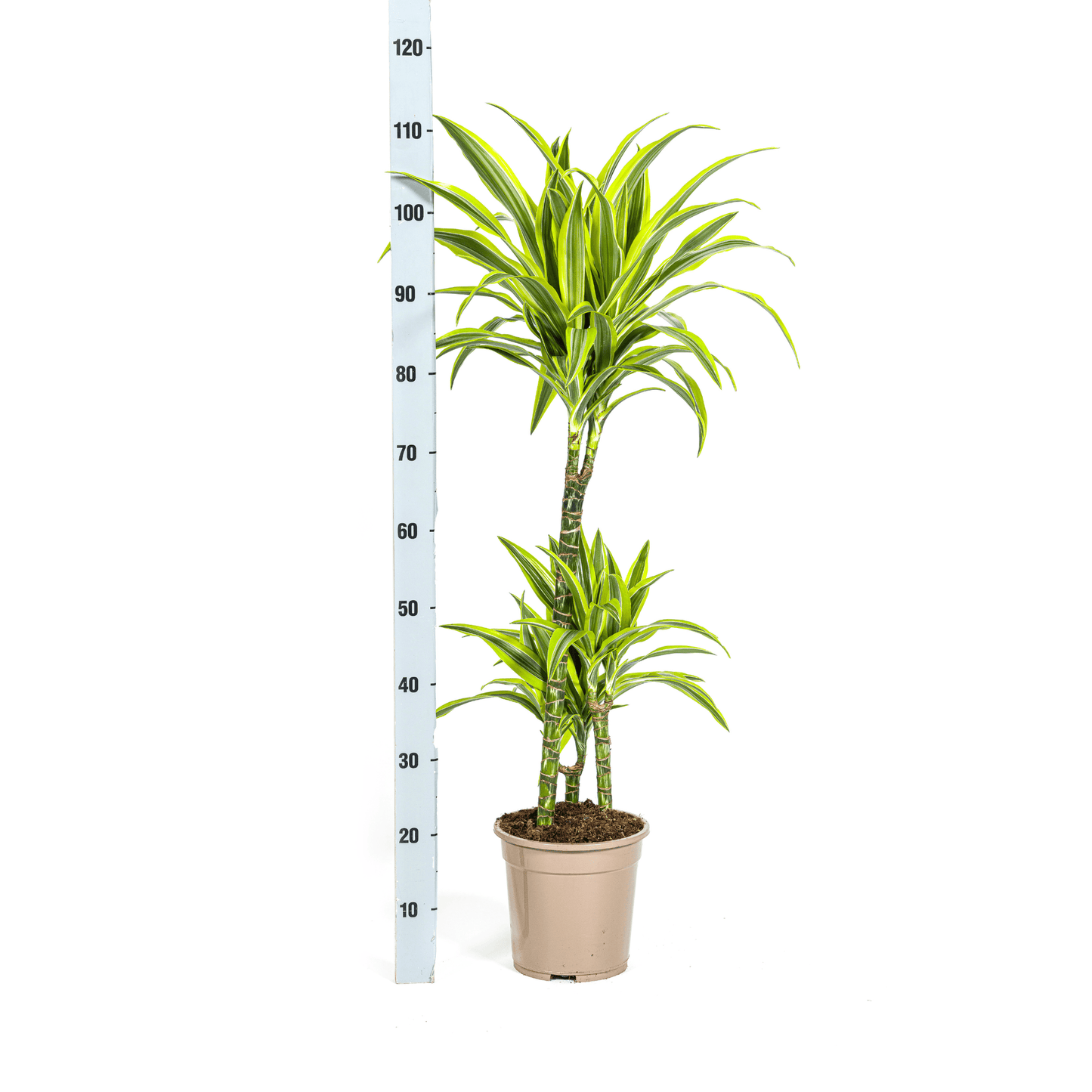 Dracaena Deremensis Lemon Lime Ø21cm - ↕90 - 110cm - Botanic-Vibes