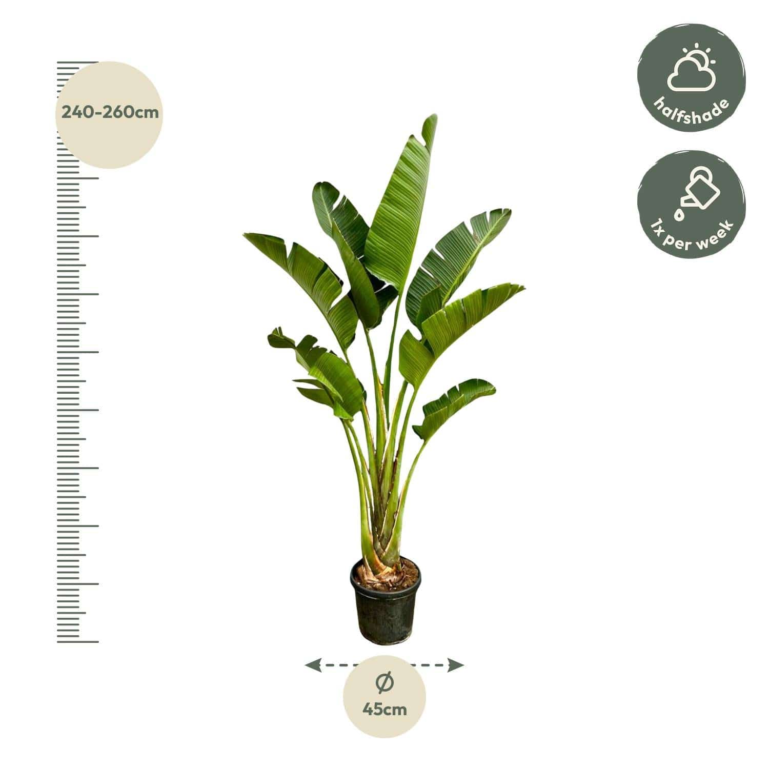 Strelitzia augusta – 250cm – Ø45 - Botanic-Vibes
