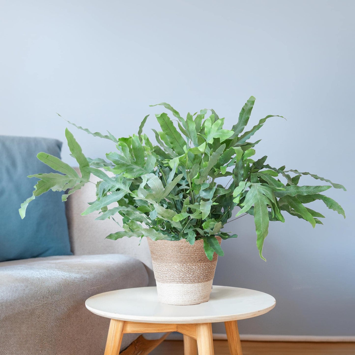 Phlebodium Aureum 'Blue Star' mit Korb Lissabon weiß - 40cm - Ø17 - Botanic-Vibes