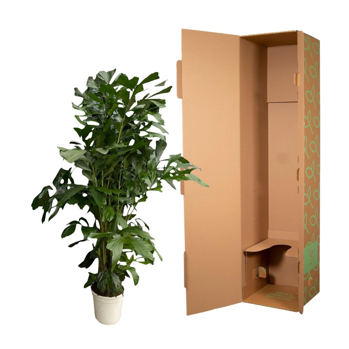 Caryota mitis – 180 cm – Ø27
