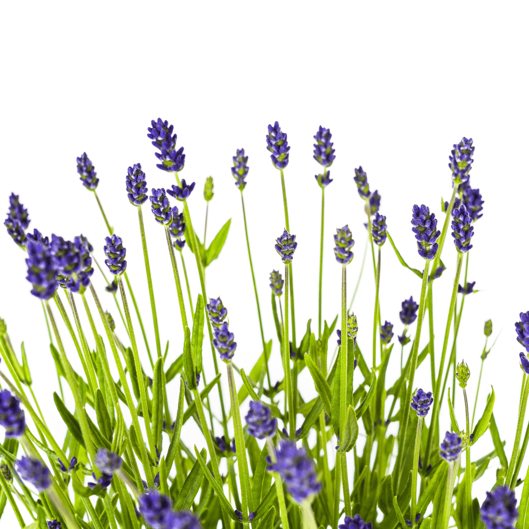 2x Lavandula angustifolia Ø19cm - ↕40 - 50cm - Botanic-Vibes