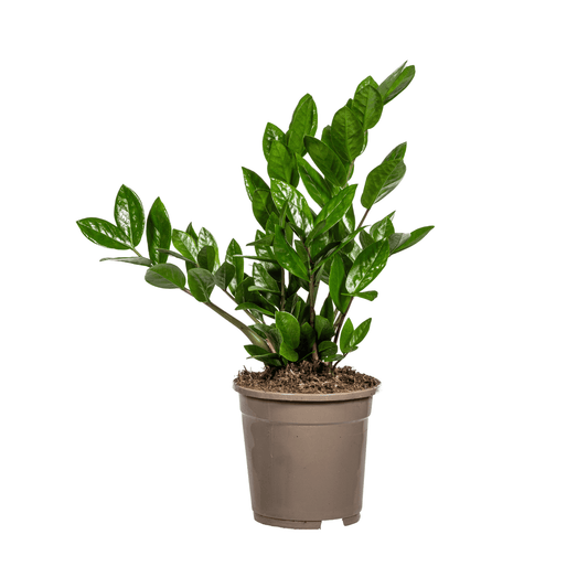 Zamioculcas Zamiifolia Ø17cm - ↕40-50cm - Botanic-Vibes