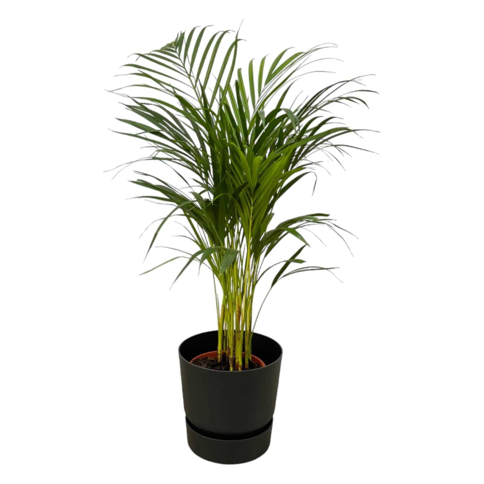 Areca-Palme – 85 cm – Ø19 inklusive elho Greenville Round Schwarz D24×H23 - Botanic-Vibes