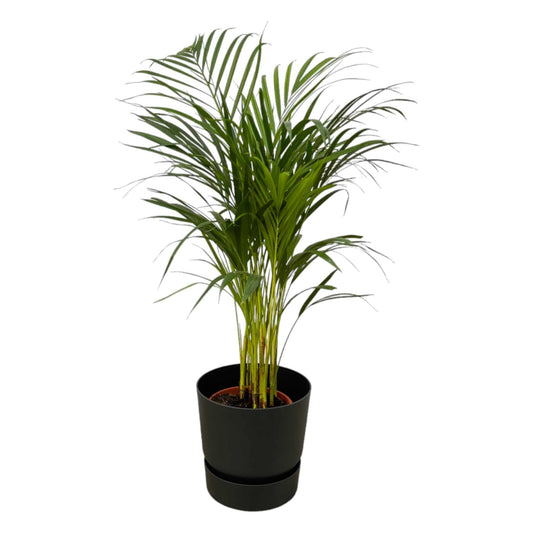 Areca-Palme – 85 cm – Ø19 inklusive elho Greenville Round Schwarz D24×H23 - Botanic-Vibes