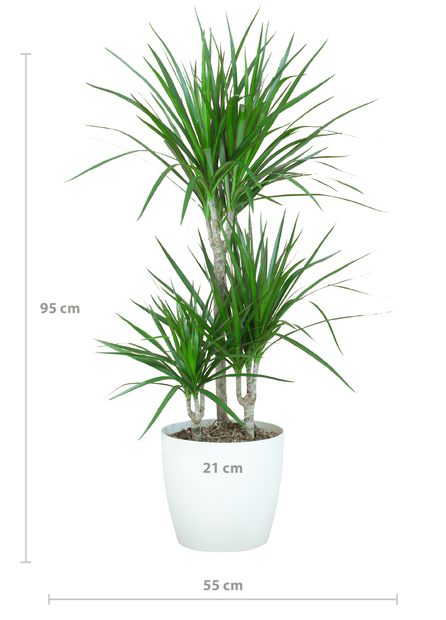 Dracaena Marginta mit Viber Weiß - 95cm - Ø21 - Botanic-Vibes