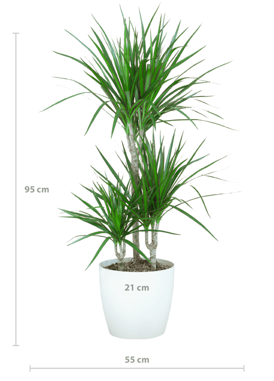 Dracaena Marginta mit Viber Weiß - 95cm - Ø21 - Botanic-Vibes