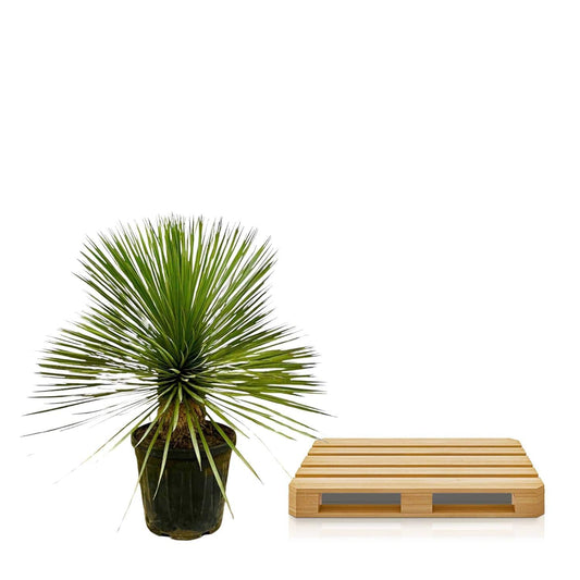 Yucca Rostrata op stam – 70 cm – Ø27 - Botanic-Vibes