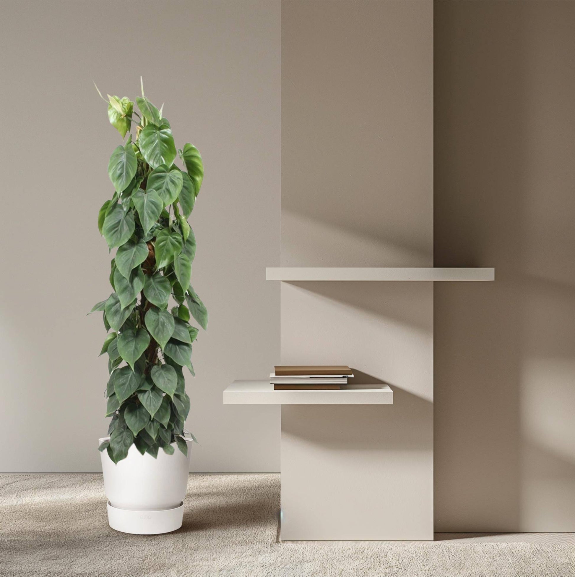 Philodendron scandens – mit Moosstab – 150 cm – Ø27 - Botanic-Vibes