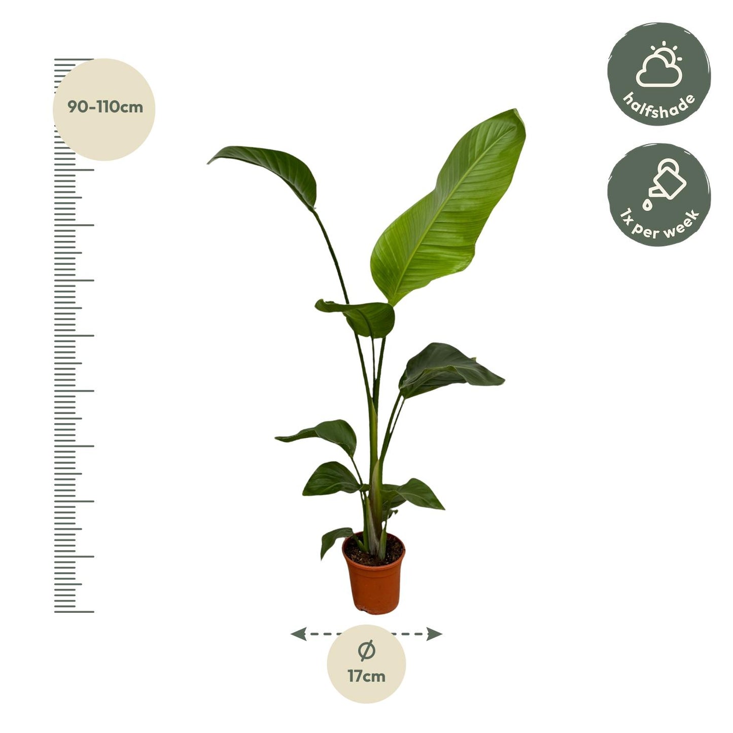 2x Strelitzia nicolai – 100 cm – Ø17