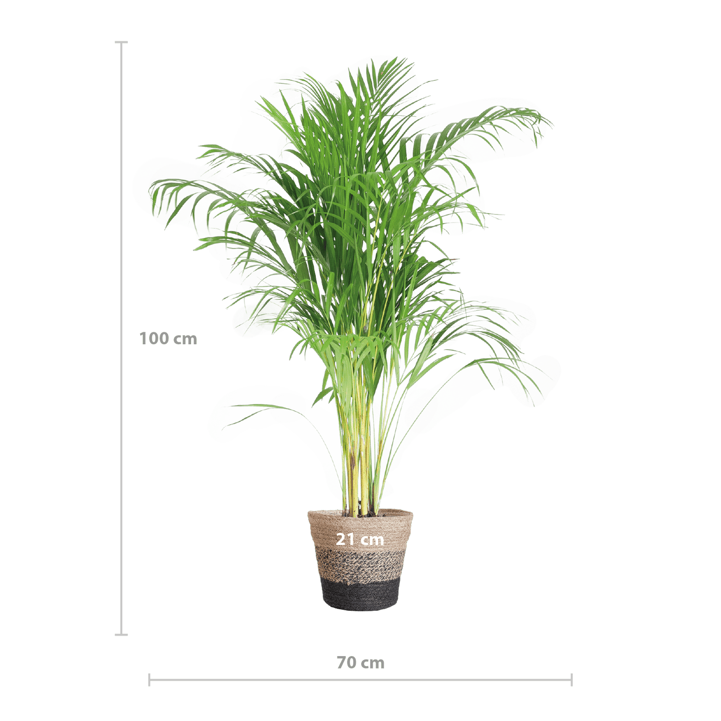 Areca Palm (Dypsis) mit Lissabon-Korb Schwarz - 100cm - Ø21 - Botanic-Vibes