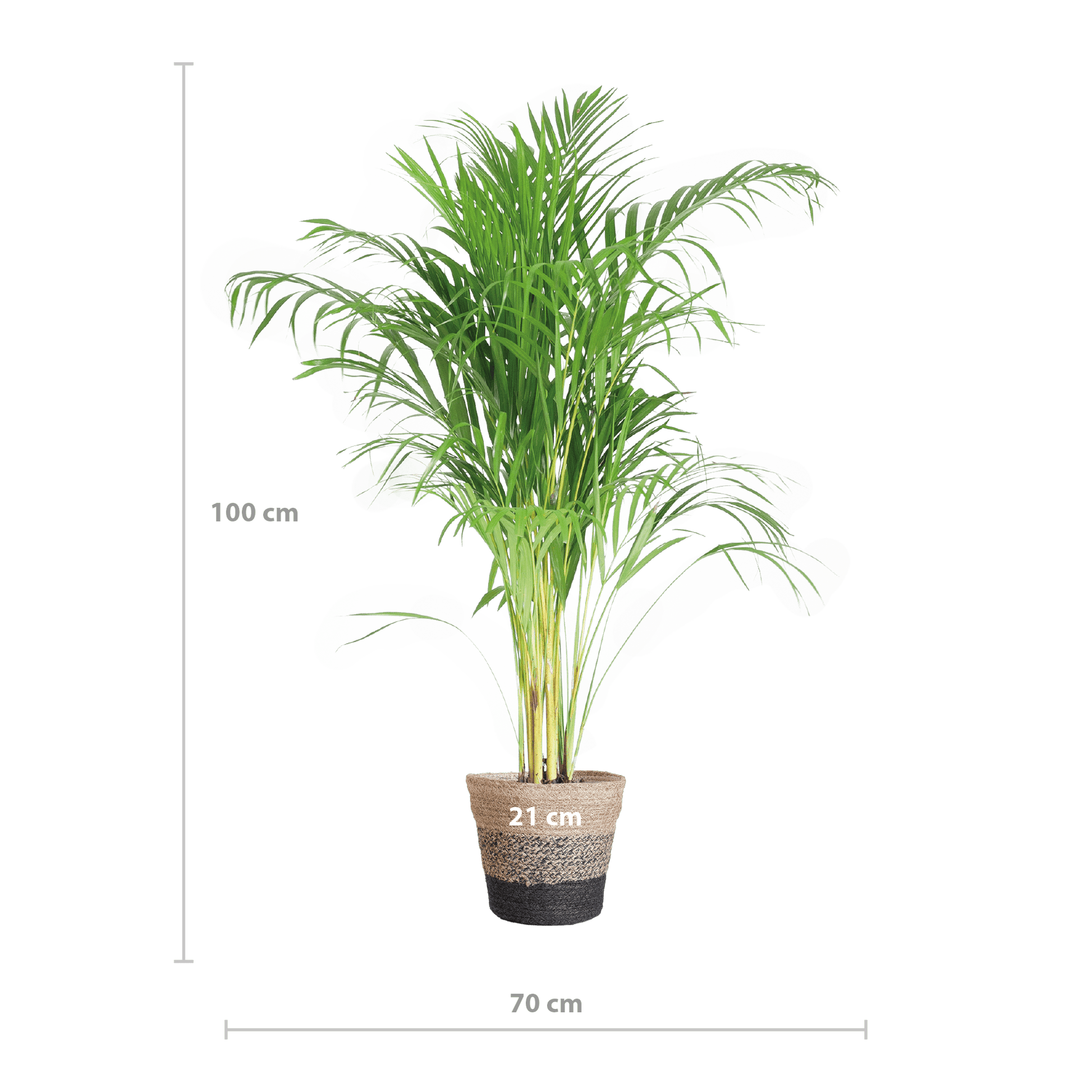 Areca Palm (Dypsis) mit Lissabon-Korb Schwarz - 100cm - Ø21 - Botanic-Vibes