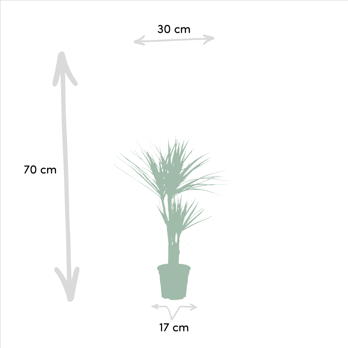 2× Dracaena – 90 cm – Ø17