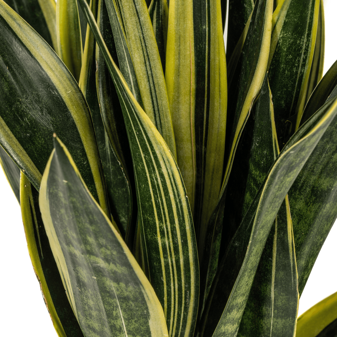 Sansevieria Trifasciata Canary Ø17cm - ↕45 - 55cm - Botanic-Vibes