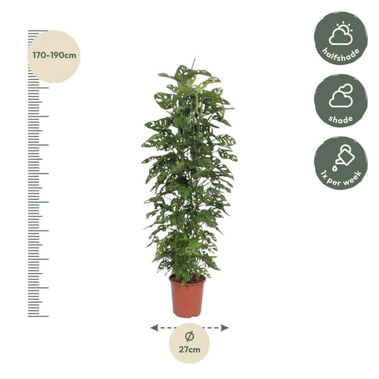 Monstera 'Monkey Leaf' – mit Gitter – 180 cm – Ø27 - Botanic-Vibes