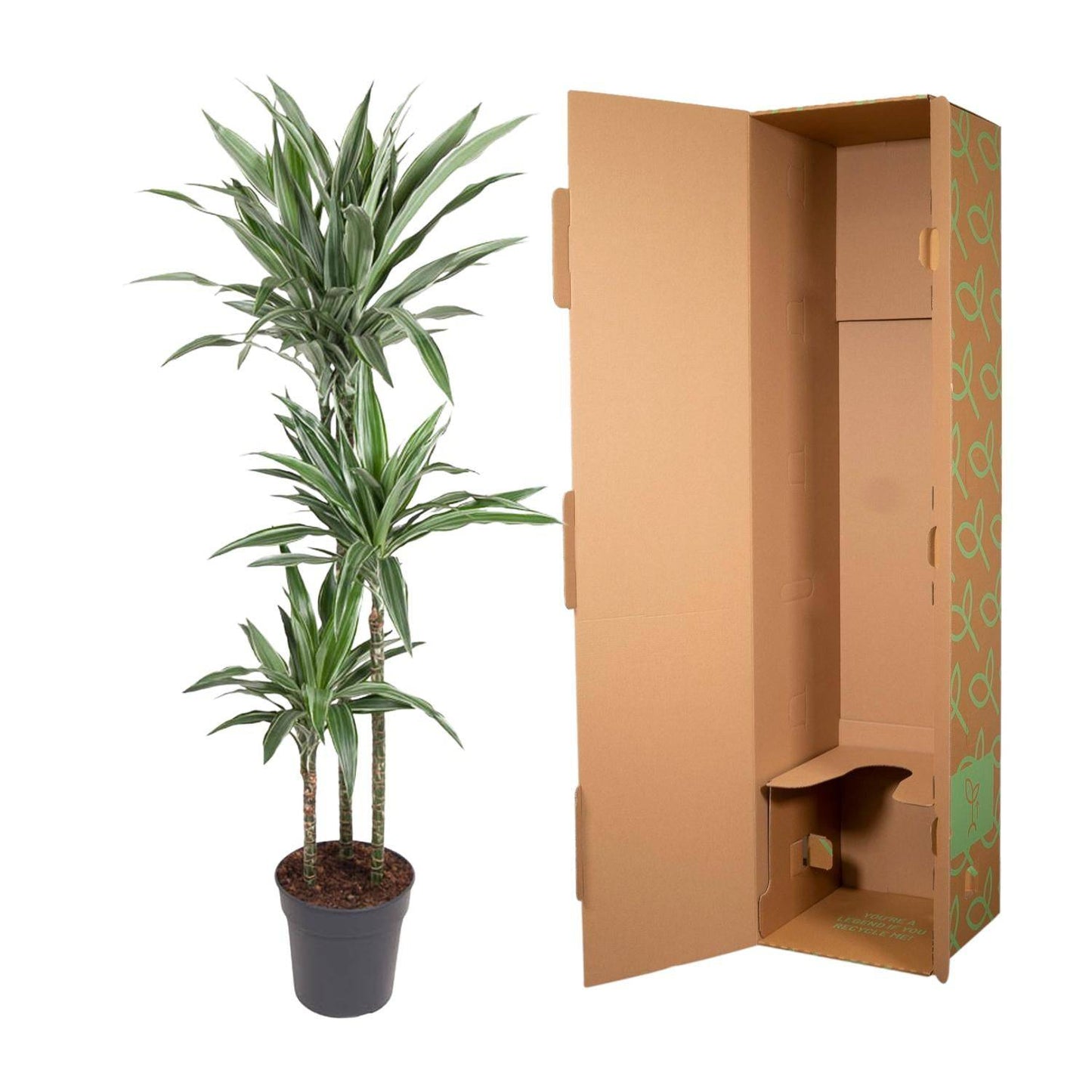Dracaena Warneckei – 100 cm – Ø27 - Botanic-Vibes