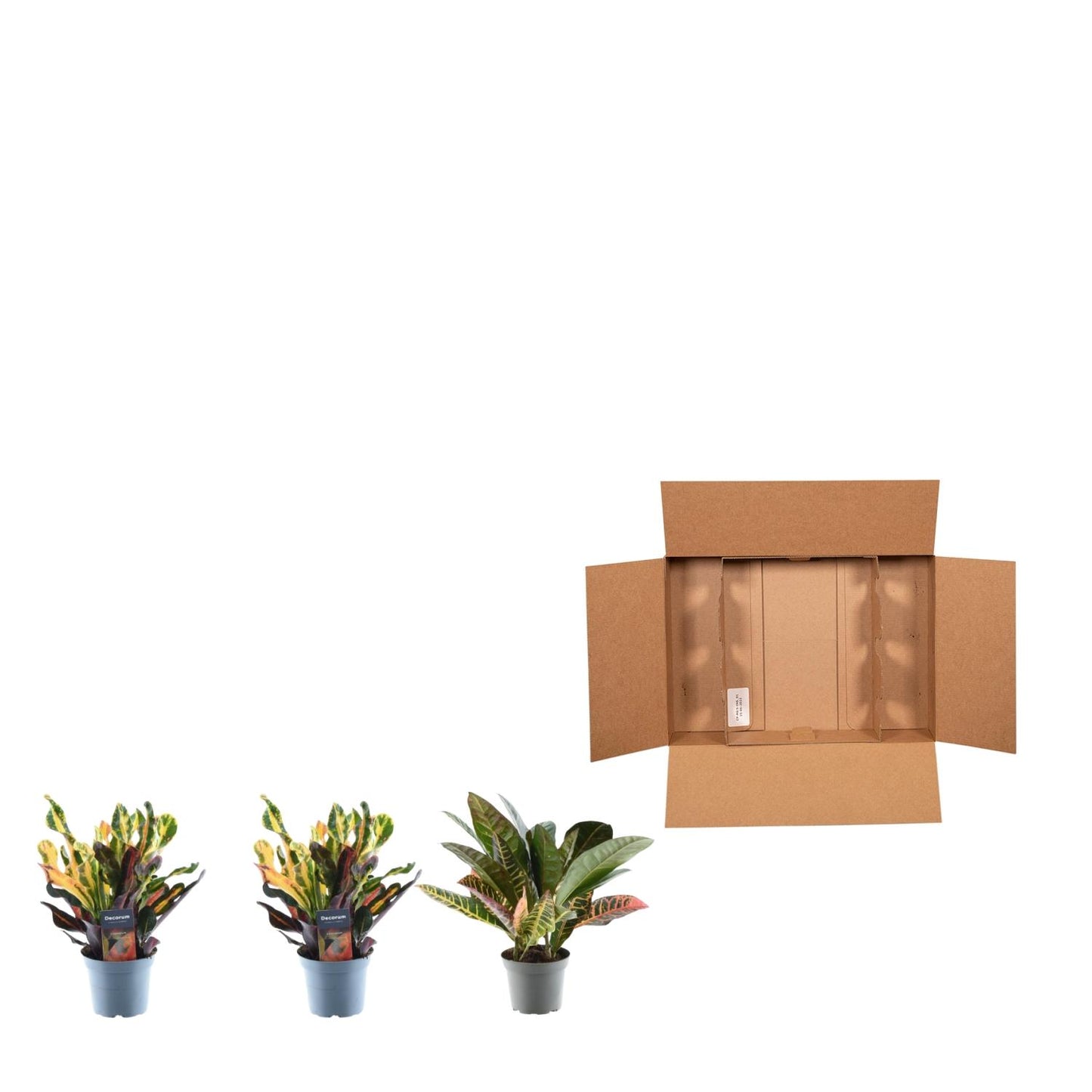 3× Croton codiaeum Mix – 30 cm – Ø12