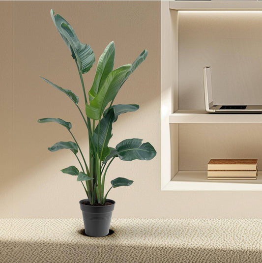 Strelitzia nicolai XXL – 190 – 225 cm – Ø27–Ø30 - Botanic-Vibes