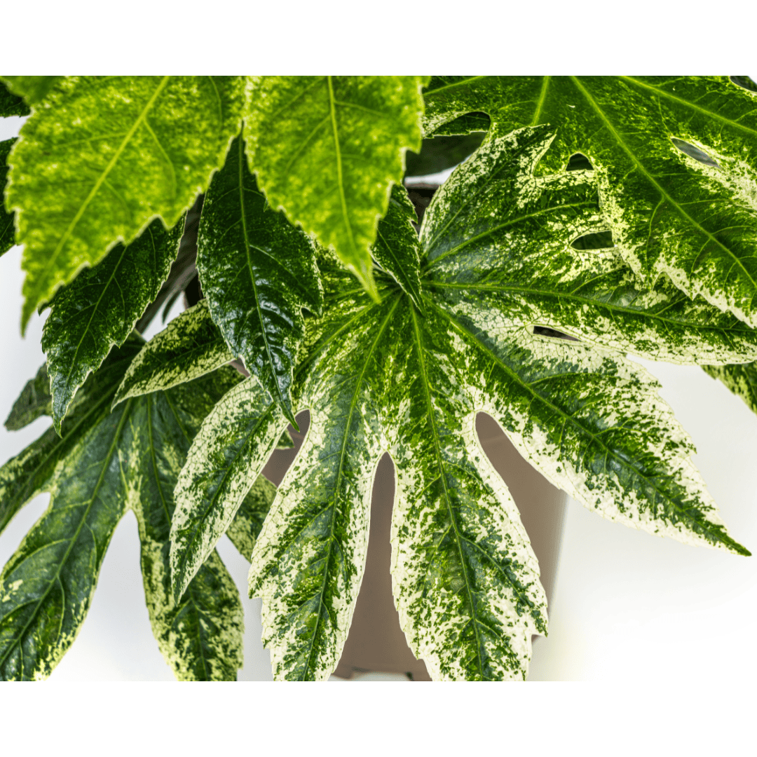 Fatsia Japonica Spider's Web Ø19cm - ↕40 - 50cm - Botanic-Vibes