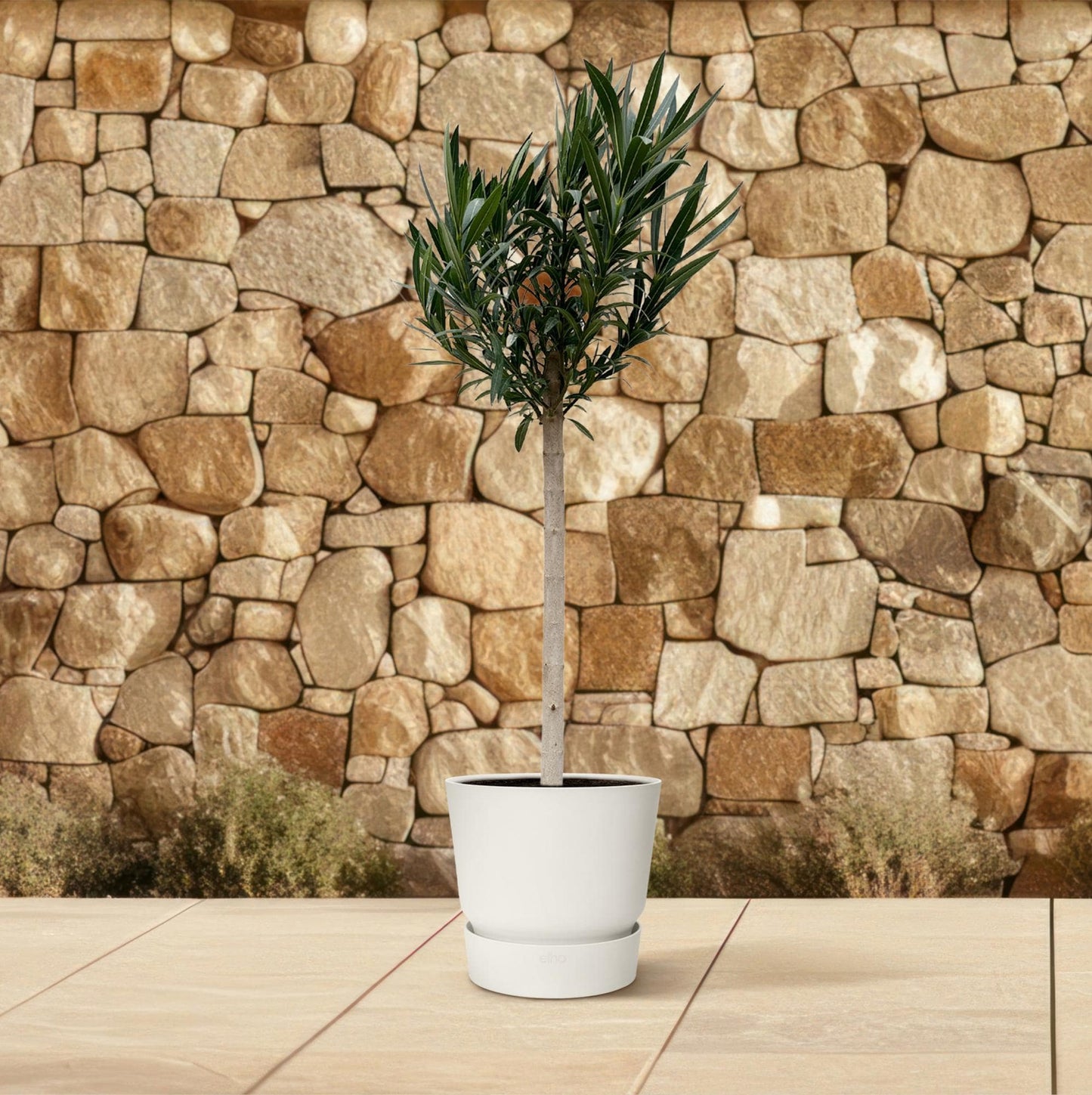 Nerium oleander auf Stamm mit weißer Blüte – 170 cm – Ø30 - Botanic-Vibes