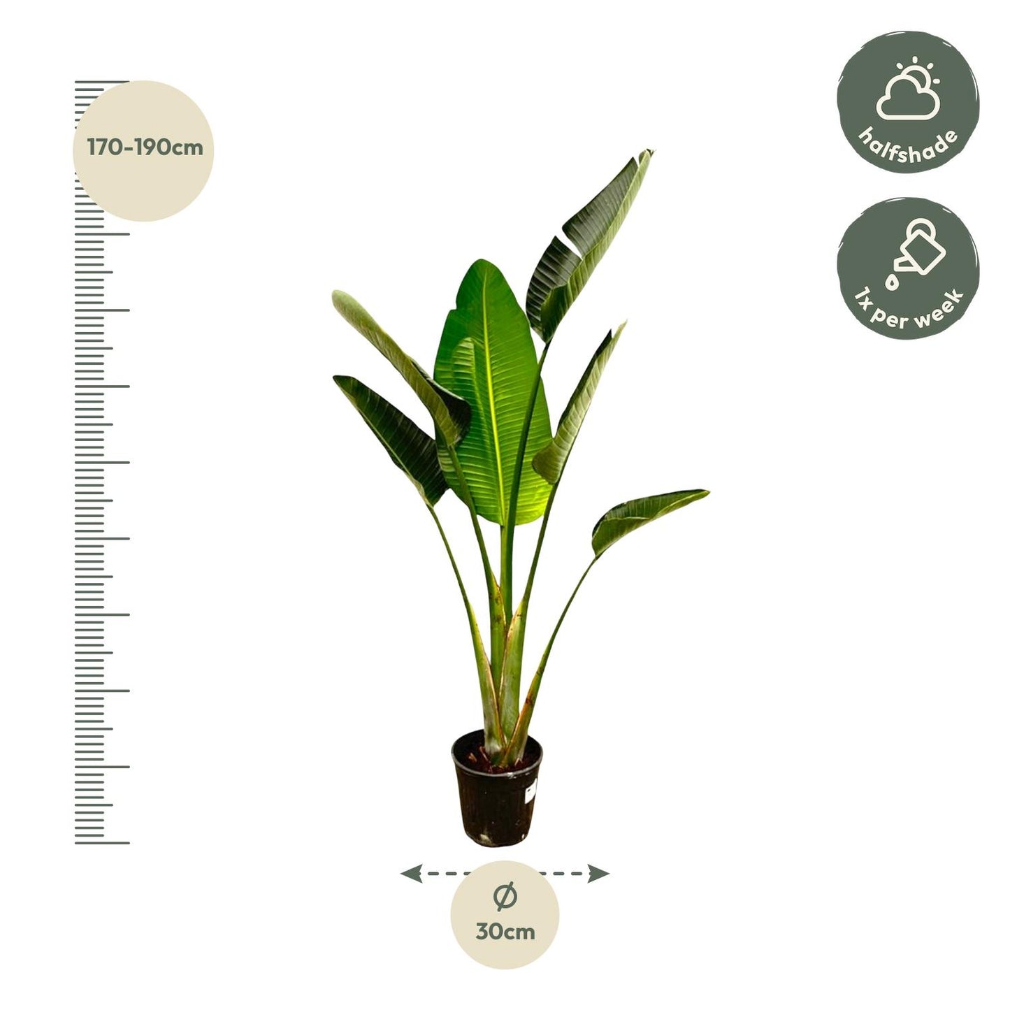 Strelitzia augusta – 180cm – Ø30