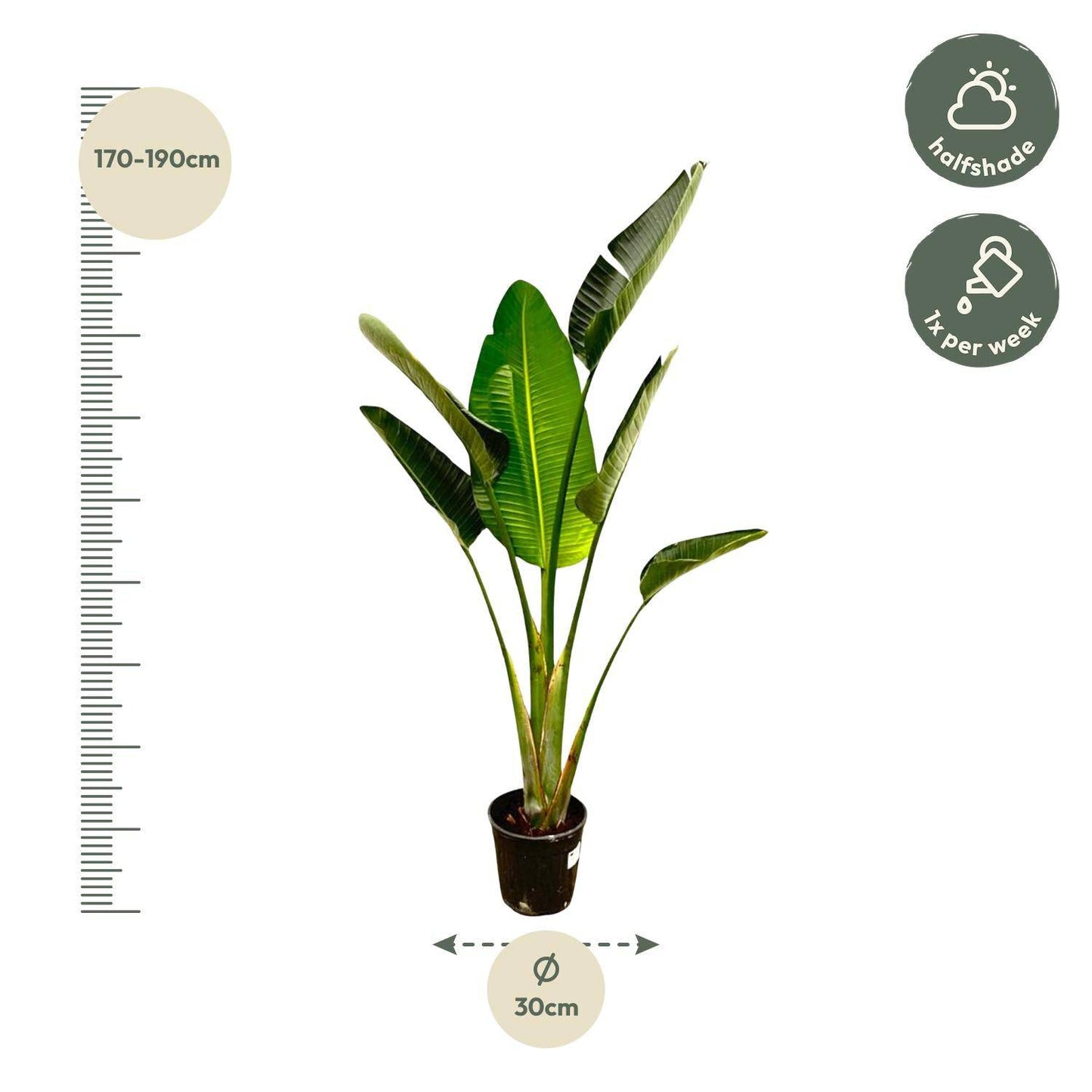 Strelitzia augusta – 180cm – Ø30 - Botanic-Vibes