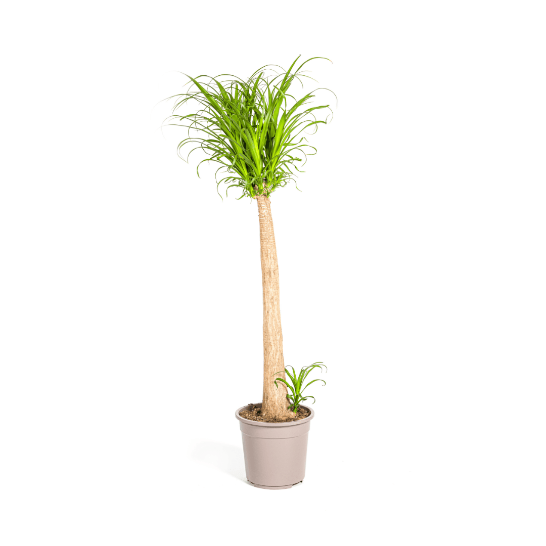 Beaucarnea Recurvata Stamm Ø27cm - ↕110 - 130cm - Botanic-Vibes