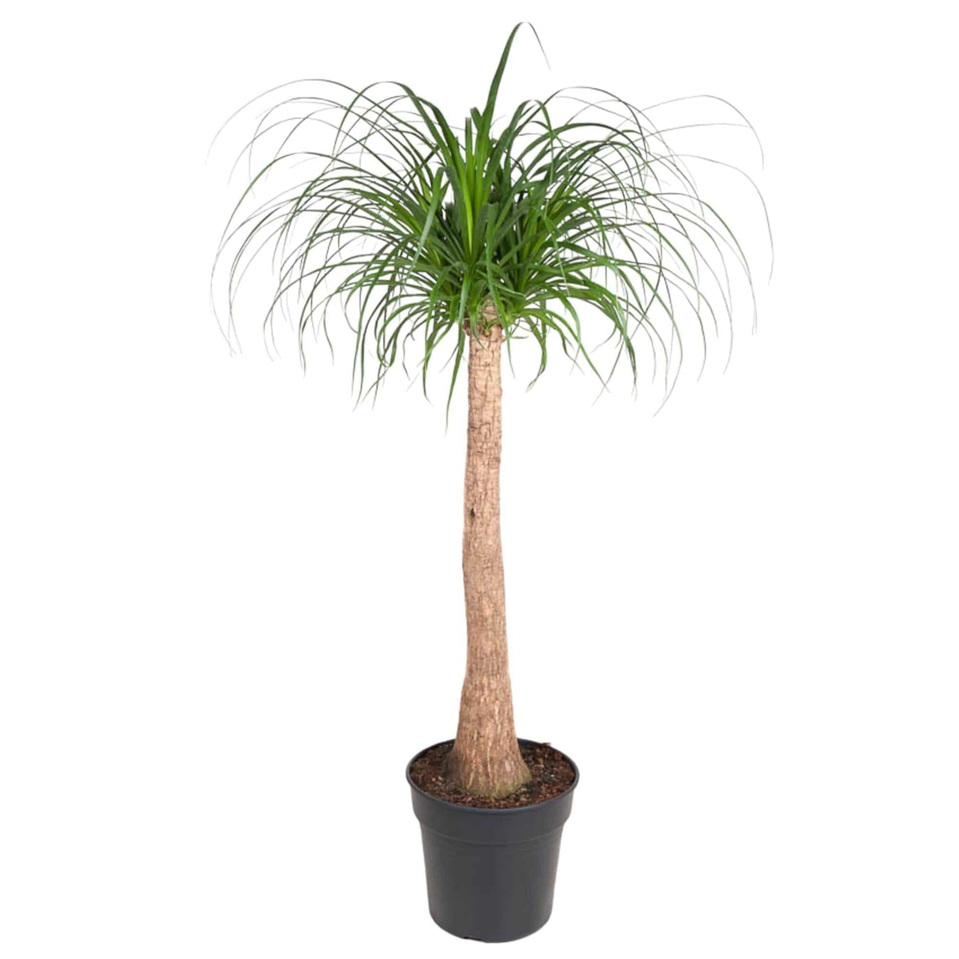 Beaucarnea Stamm – 120 cm – ø32 - Botanic-Vibes
