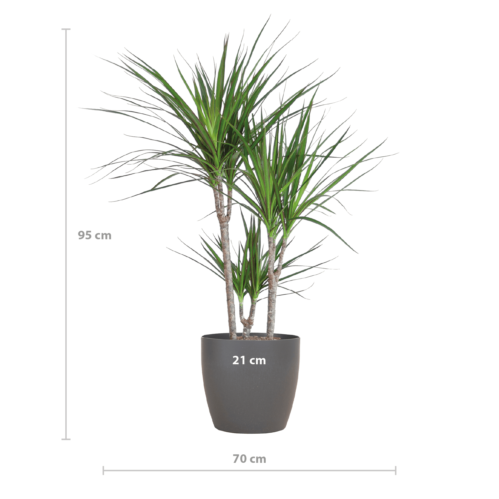 Dracaena Marginata mit Viber-Topf grau – 95 cm – Ø21 - Botanic-Vibes