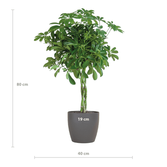 Schefflera Arab Nora mit Viber grau – 70 cm – Ø21 - Botanic-Vibes